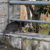 ...mentre un gatto si avvicina a noi in cerca di cibo